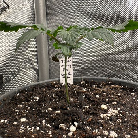 Cherry Pie - ILGM growlog timeline photo