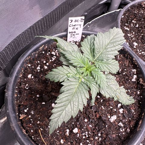 Cherry Pie - ILGM growlog timeline photo
