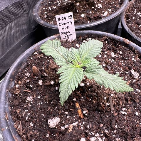 Cherry Pie - ILGM growlog timeline photo