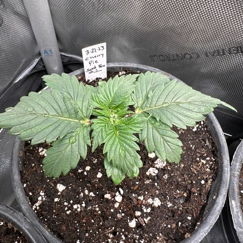 Cherry Pie - ILGM growlog timeline photo