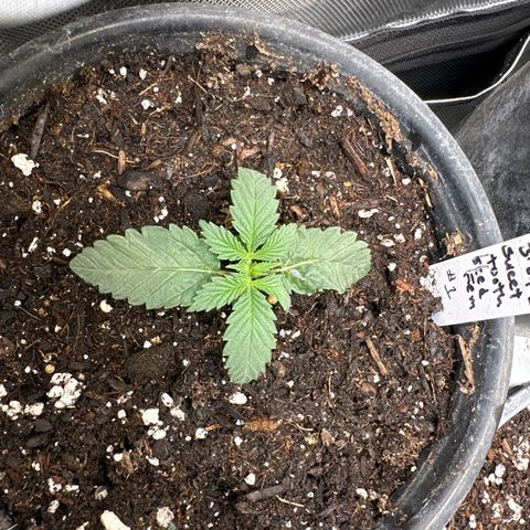 Sweet Tooth - ILGM growlog timeline photo