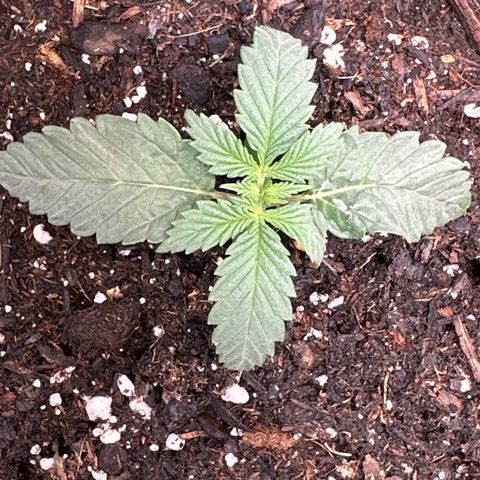 Sweet Tooth - ILGM growlog timeline photo