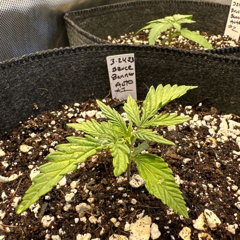 Bruce Banner Autoflower - ILGM growlog timeline photo