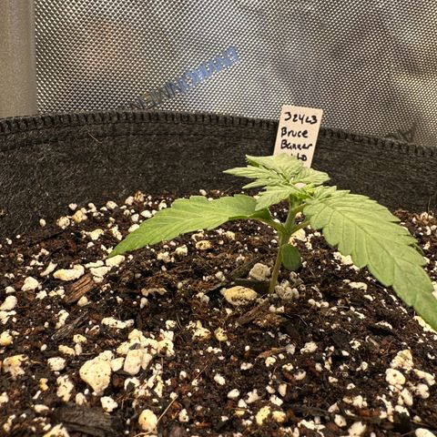 Bruce Banner Autoflower - ILGM growlog timeline photo