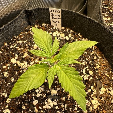 Bruce Banner Autoflower - ILGM growlog timeline photo
