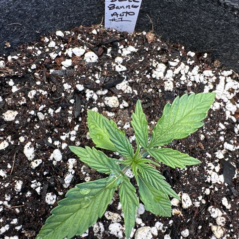 Bruce Banner Autoflower - ILGM growlog timeline photo