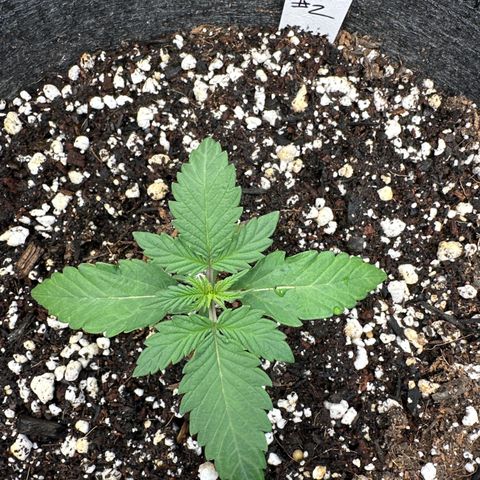 Bruce Banner Autoflower - ILGM growlog timeline photo
