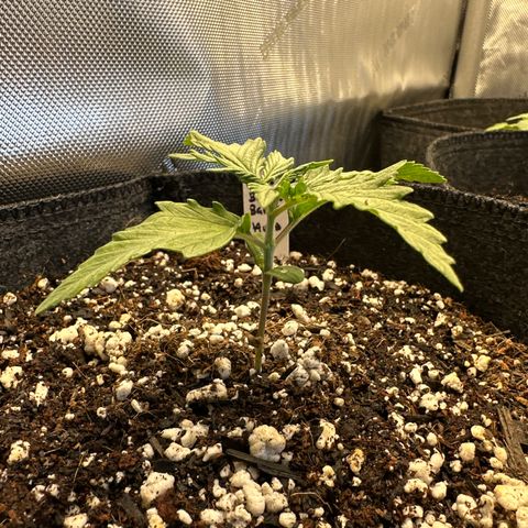 Bruce Banner Autoflower - ILGM growlog timeline photo