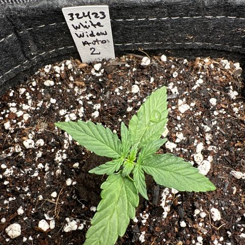 White Widow Autoflower - ILGM growlog timeline photo