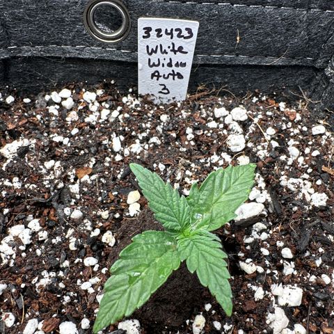 White Widow Autoflower - ILGM growlog timeline photo