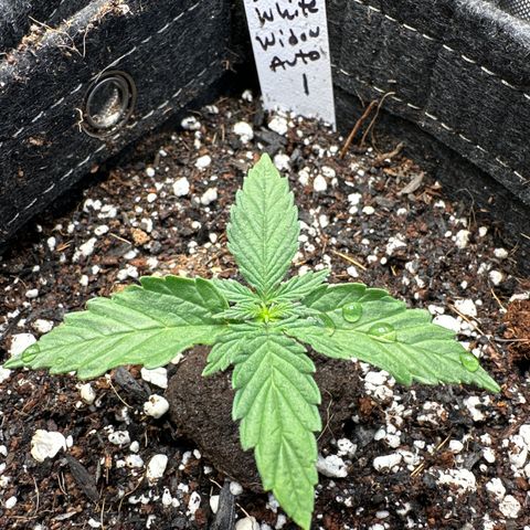 White Widow Autoflower - ILGM growlog timeline photo