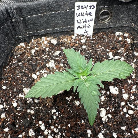 White Widow Autoflower - ILGM growlog timeline photo