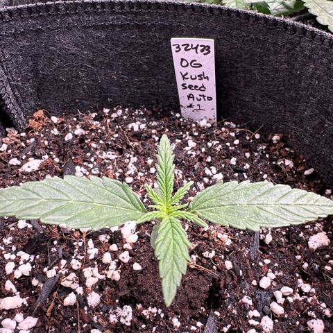 OG Kush - ILGM growlog photo: OG Kush growing slower thank other auto seeds. I think it's the light, going to add another 2x2 light to room. 