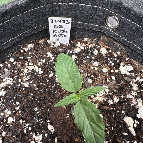 OG Kush - ILGM growlog photo: OG Kush growing slower thank other auto seeds. I think it's the light, going to add another 2x2 light to room. 