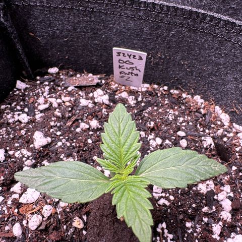 OG Kush - ILGM growlog photo: OG Kush growing slower thank other auto seeds. I think it's the light, going to add another 2x2 light to room. 