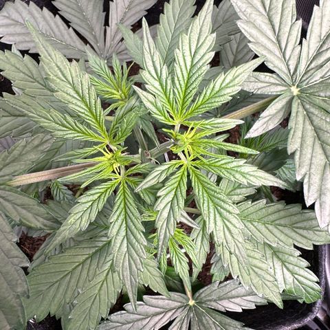 Tiny  growlog photo: She gonna be a beast! 