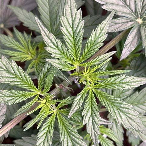 Tiny  growlog photo: She gonna be a beast! 