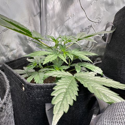 Tiny  growlog photo: She gonna be a beast! 
