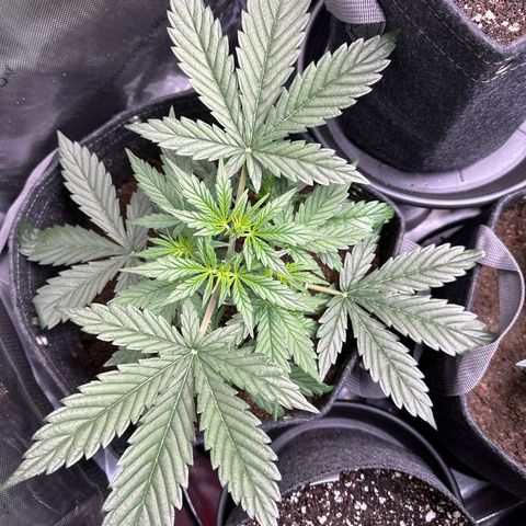 Tiny  growlog photo: She gonna be a beast! 