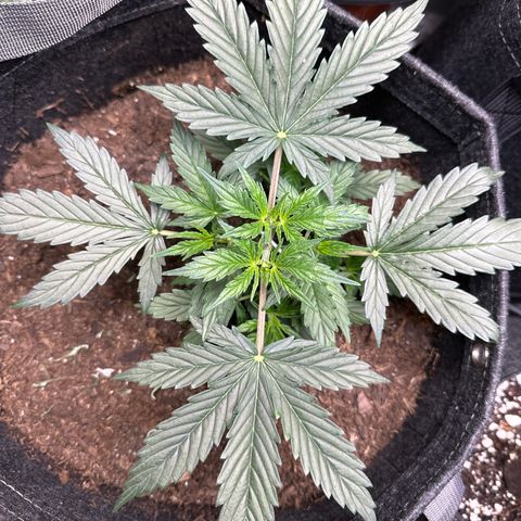 Kim growlog photo: Same strain as Tiny but I damaged some roots during transplant. I was surprised she survived! She's not gonna get as big as Tiny but she's looking really strong now! maybe she'll catch up?