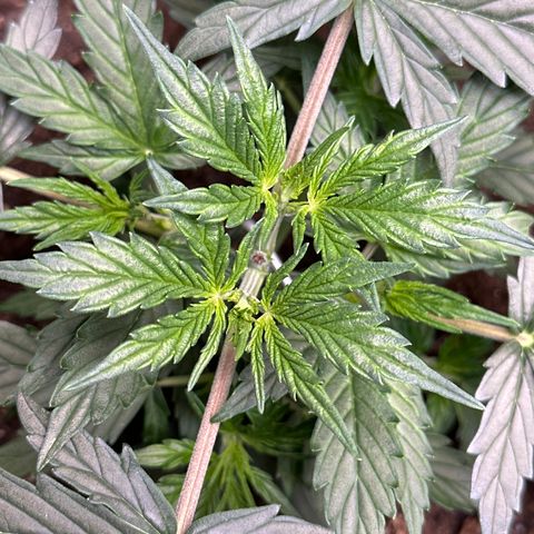 Kim growlog photo: Same strain as Tiny but I damaged some roots during transplant. I was surprised she survived! She's not gonna get as big as Tiny but she's looking really strong now! maybe she'll catch up?
