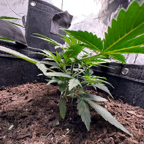 Kim growlog photo: Same strain as Tiny but I damaged some roots during transplant. I was surprised she survived! She's not gonna get as big as Tiny but she's looking really strong now! maybe she'll catch up?