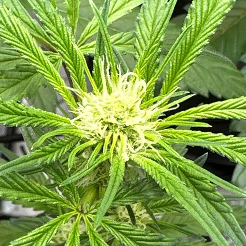 Michelle growlog timeline photo