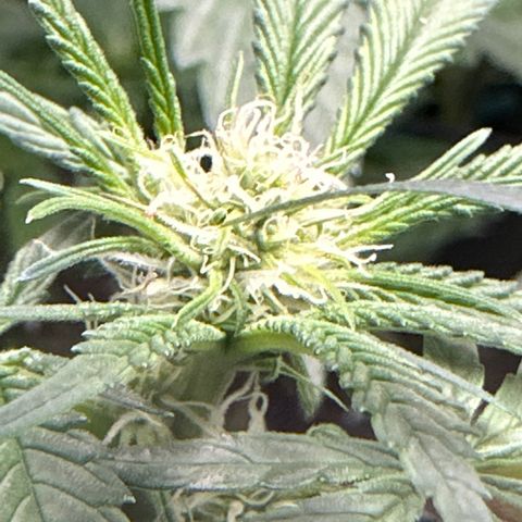 Michelle growlog timeline photo