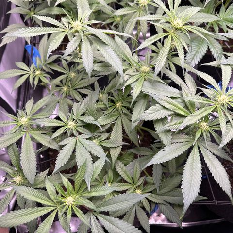 Michelle growlog timeline photo