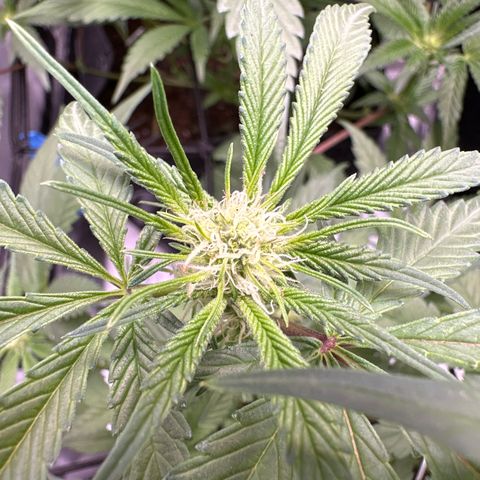 Michelle growlog timeline photo