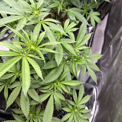 Miri Miri growlog timeline photo