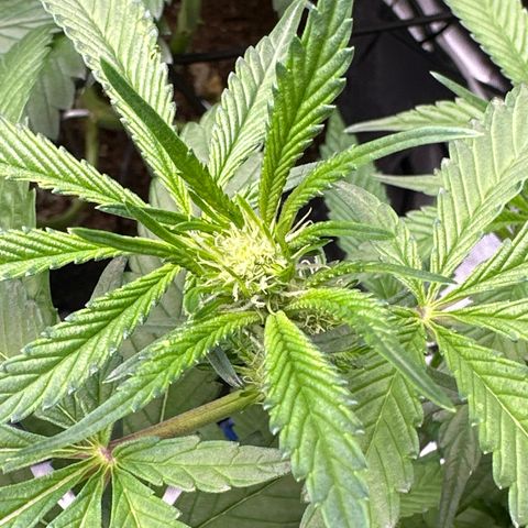 Miri Miri growlog timeline photo