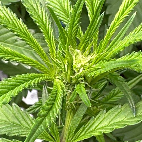 Miri Miri growlog timeline photo