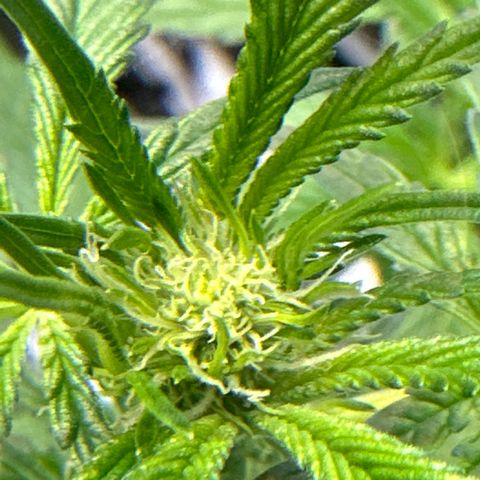 Miri Miri growlog timeline photo