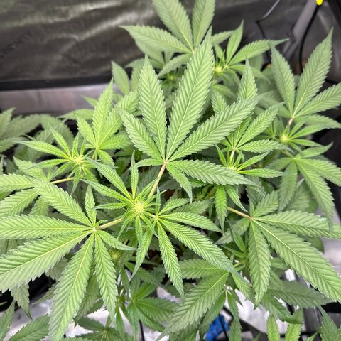 Iraida  growlog timeline photo