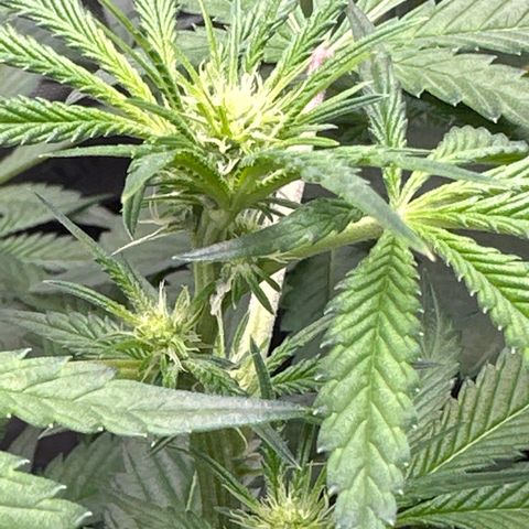 Iraida  growlog timeline photo