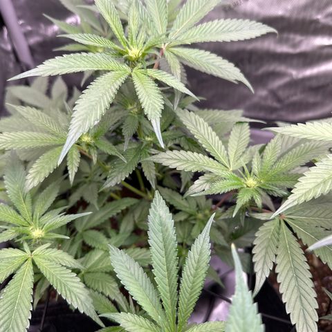 Rebecca  growlog timeline photo
