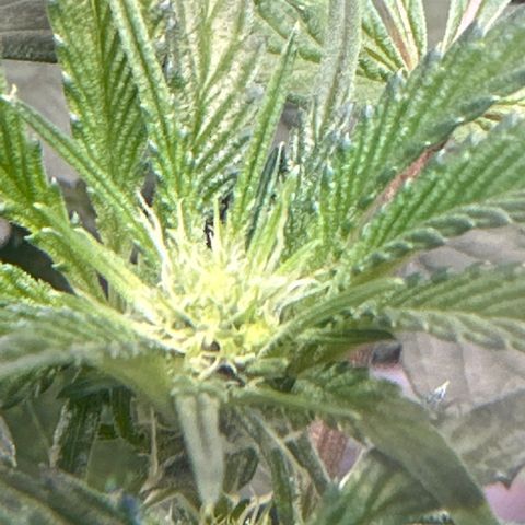 Rebecca  growlog timeline photo