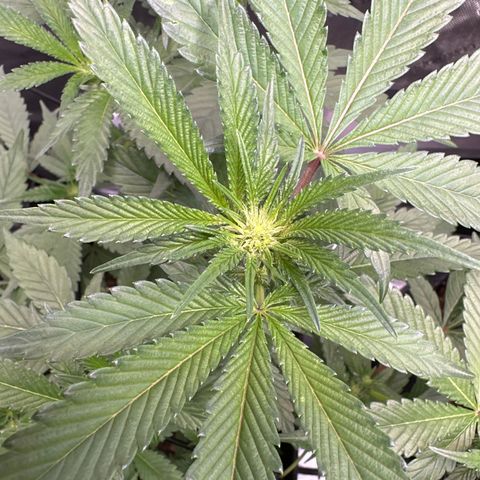 Rebecca  growlog timeline photo