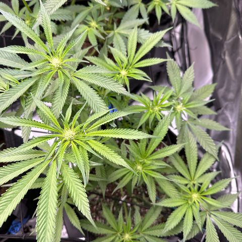 Miri Miri growlog timeline photo