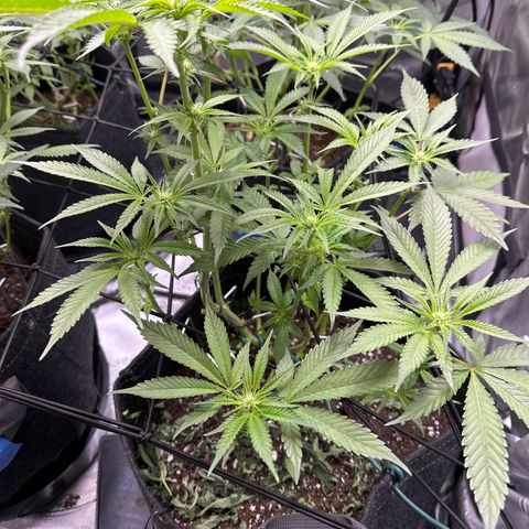Miri Miri growlog timeline photo