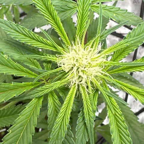 Michelle growlog timeline photo