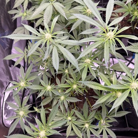 Michelle growlog timeline photo