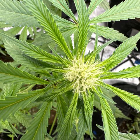 Michelle growlog timeline photo