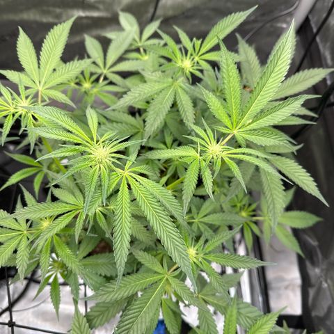 Iraida  growlog timeline photo