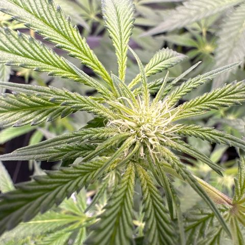 Iraida  growlog timeline photo