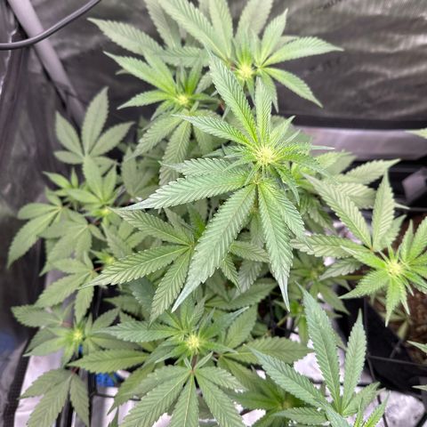Rebecca  growlog timeline photo