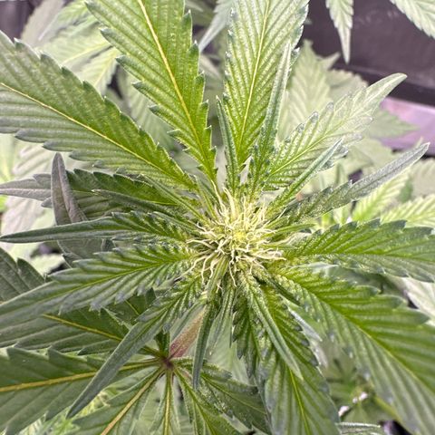 Rebecca  growlog timeline photo
