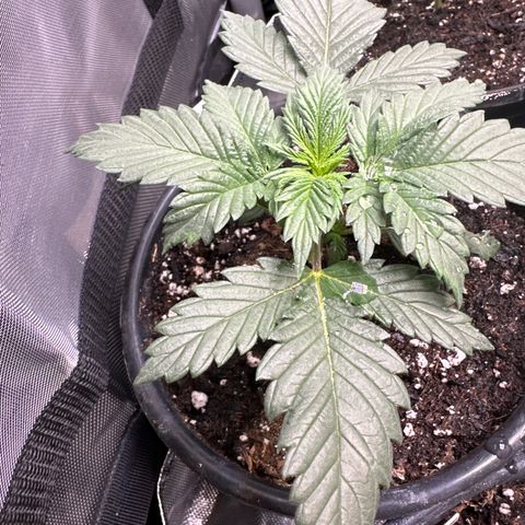 Cherry Pie - ILGM growlog photo: outgrowing these 1 gal pots after only 2 weeks, gonna transfer to final 3 and 5 gal pots on Friday... Waiting on more Supersoil Concentrate. This stuff has been working great on these plants! All I have to do is water! 