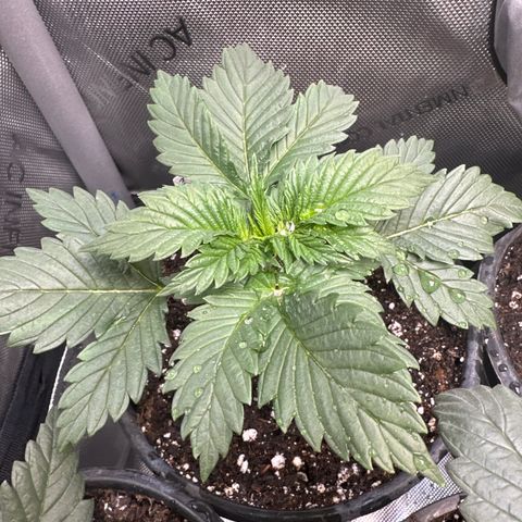 Cherry Pie - ILGM growlog photo: outgrowing these 1 gal pots after only 2 weeks, gonna transfer to final 3 and 5 gal pots on Friday... Waiting on more Supersoil Concentrate. This stuff has been working great on these plants! All I have to do is water! 